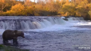 3-Oct-23 Otis at Brooks Falls | Copyright National Parks Service and/or Explore.org