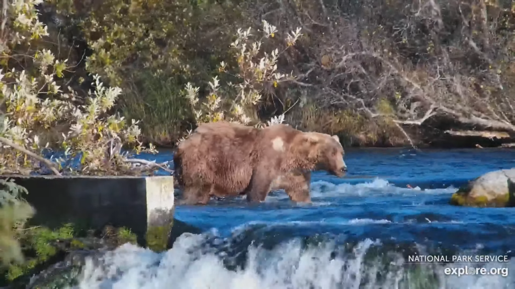 4-Oct-23 Otis Above the Falls | Copyright National Parks Service and/or Explore.org