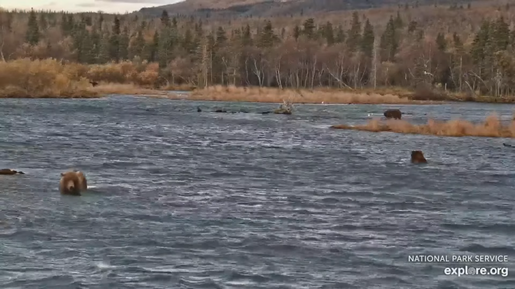 5-Oct-23 Otis Swimming on the River | Copyright National Parks Service and/or Explore.org