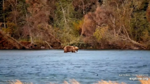 5-Oct-23 Otis Eating Salmon on the River | Copyright National Parks Service and/or Explore.org
