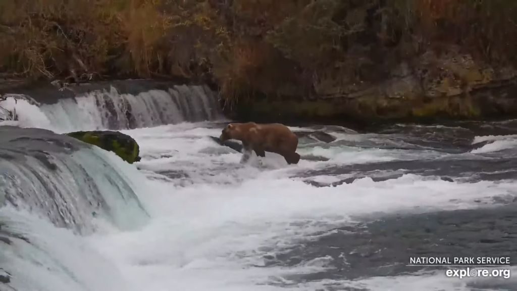 11-Oct-23 Otis At the Conveyor | Copyright National Parks Service and/or Explore.org