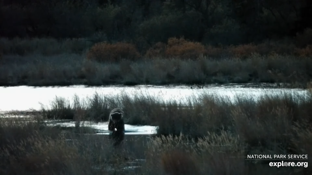 11-Oct-23 Otis on the River | Copyright National Parks Service and/or Explore.org