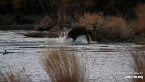 11-Oct-23 Otis Running through the River toward Who Bear | Copyright National Parks Service and/or Explore.org