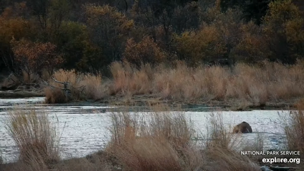 11-Oct-23 Otis Runs off and Follows Who Bear | Copyright National Parks Service and/or Explore.org