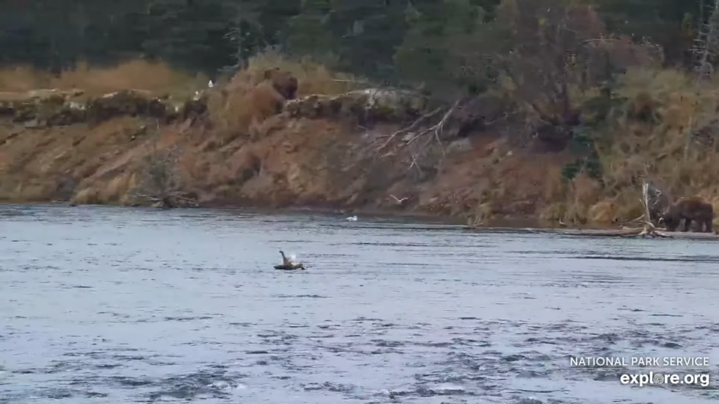 13-Oct-23 Otis Eats Salmon | Copyright National Parks Service and/or Explore.org