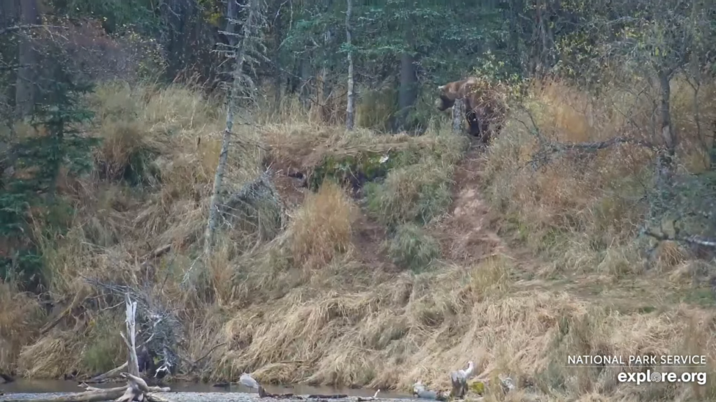 13-Oct-23 Otis at Top of Cut Bank | Copyright National Parks Service and/or Explore.org