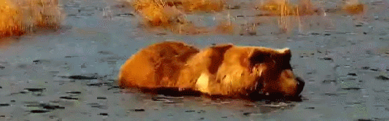 24-Oct-21 Otis in Lower River GIF by BLAIR-55 | Copyright National Parks Service and/or Explore.org