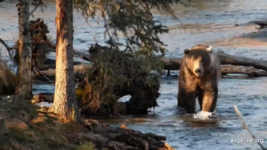 18-Oct-23 Otis Meanders at Brooks Falls | Copyright National Parks Service and/or Explore.org