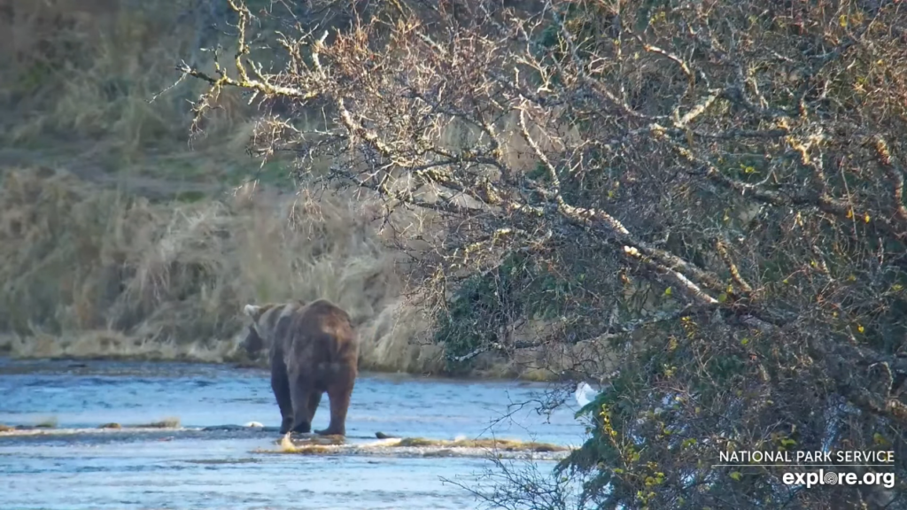 18-Oct-23 Otis In the River | Copyright National Parks Service and/or Explore.org