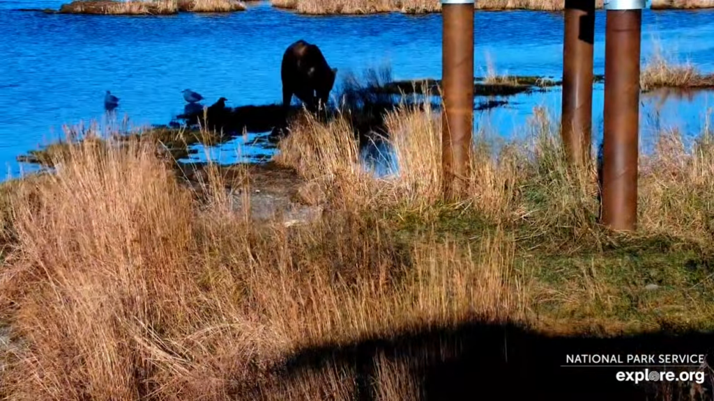 18-Oct-23 Otis Eating Fish Scraps | Copyright National Parks Service and/or Explore.org