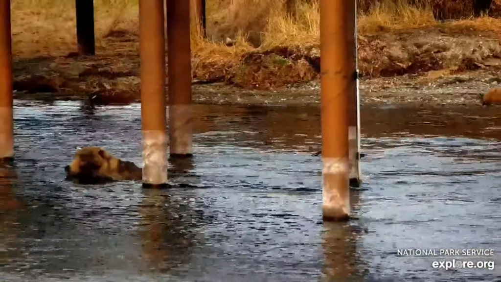 19-Oct-23  Otis Portals Under the Bridge | Copyright National Parks Service and/or Explore.org