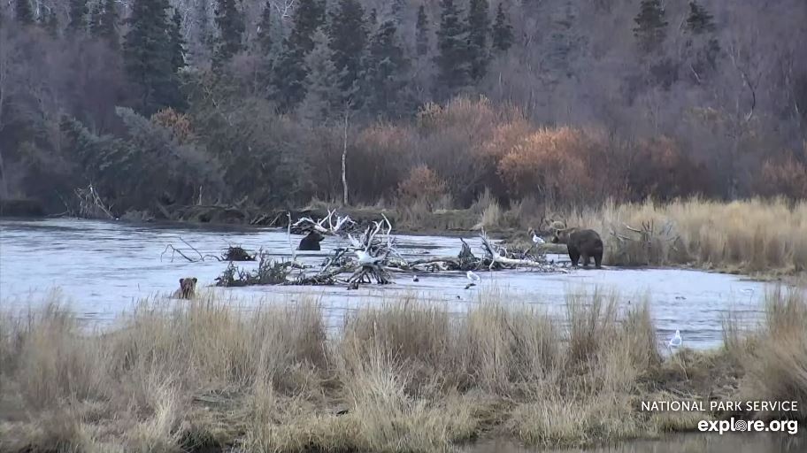 24-Oct-21 Otis in Lower River | Copyright National Parks Service and/or Explore.org