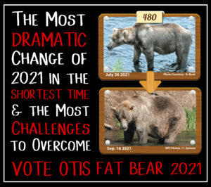 2021 Otis July 26 versus End of Season Fat Bear | Otis Photos Copyright National Parks Service and/or Explore.org 