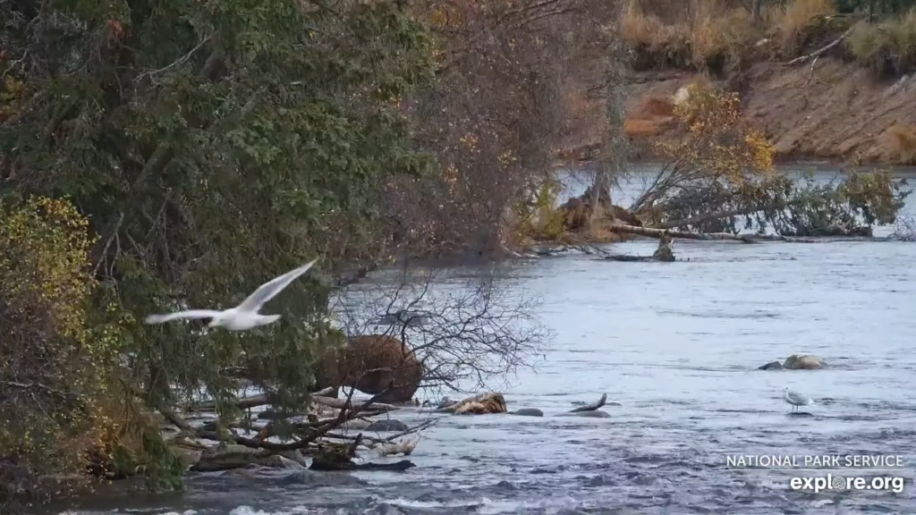 11-Oct-23 Otis Versus Branch | Copyright National Parks Service and/or Explore.org