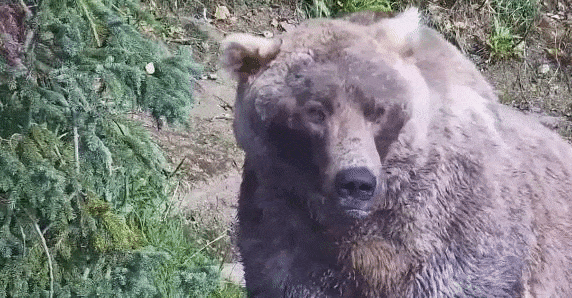 1-Oct-23 Otis Ear Wiggles GIF by SUSPECTCELERY | Copyright National Parks Service and/or Explore.org