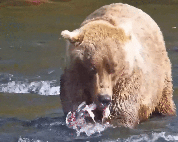 1-Oct-23 Otis Eating Salmon GIF by SUSPECTCELERY | Copyright National Parks Service and/or Explore.org
