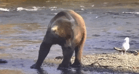 14-Oct-23 Otis Wiggle GIF by SHANTA Posted 10.21.23 | Copyright National Parks Service and/or Explore.org